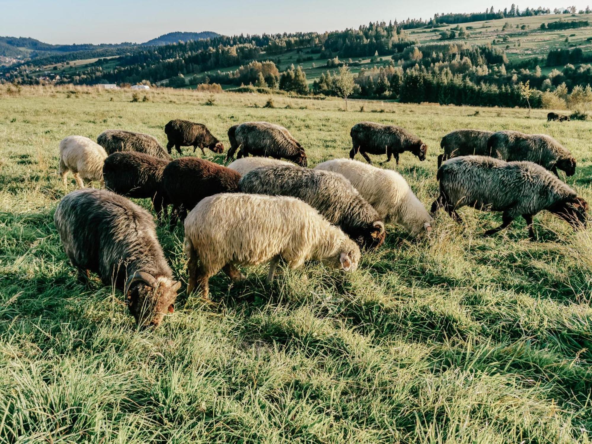 Domki Pod Wulkanem Krosnica  Buitenkant foto