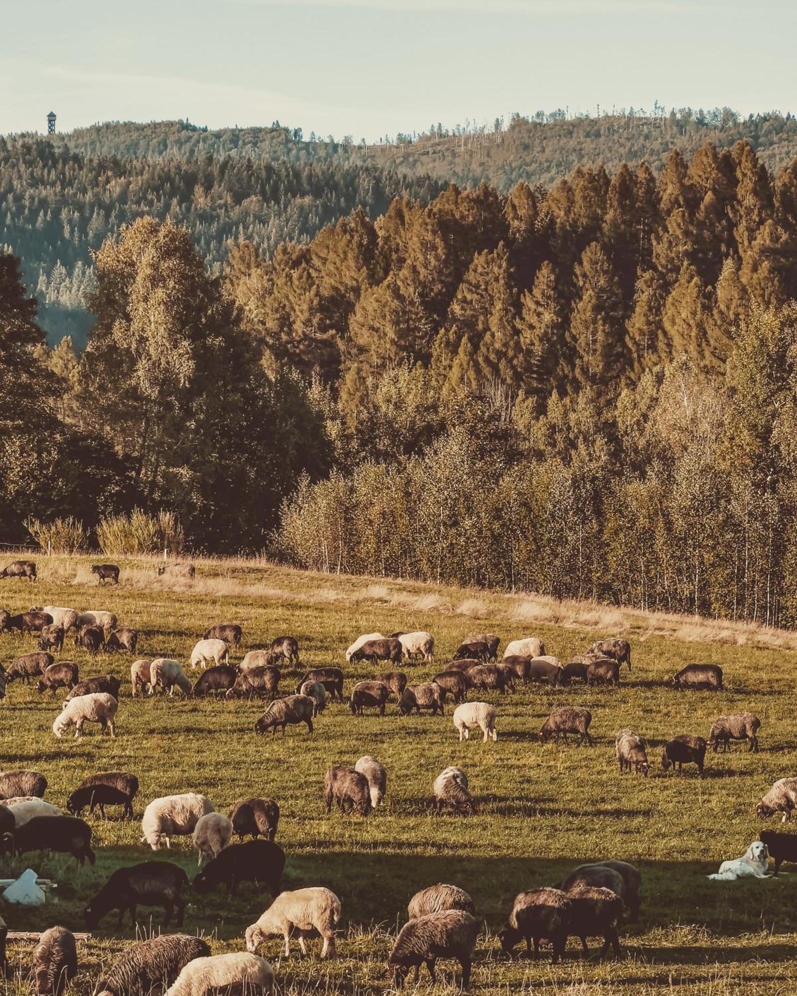 Domki Pod Wulkanem Krosnica  Buitenkant foto