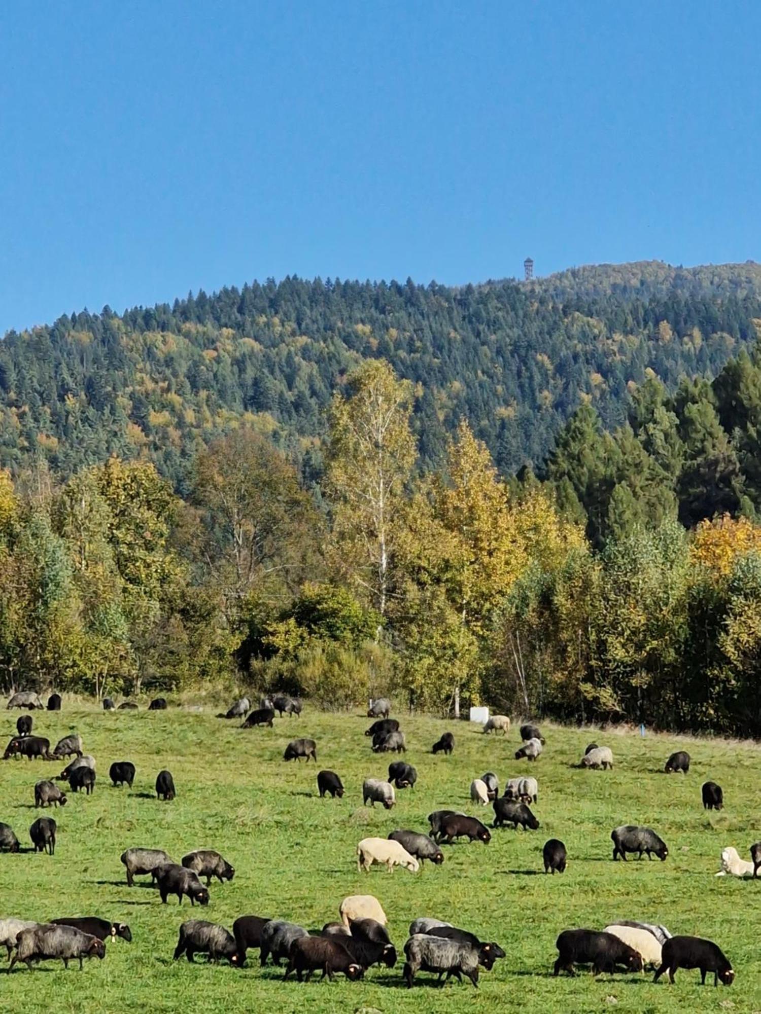 Domki Pod Wulkanem Krosnica  Buitenkant foto